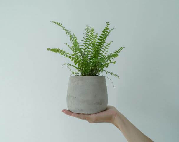 Best House Plants for Positive Vibes