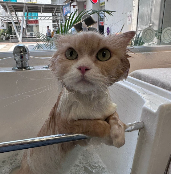 10 Pet Food and Pet Salon in Singapore
